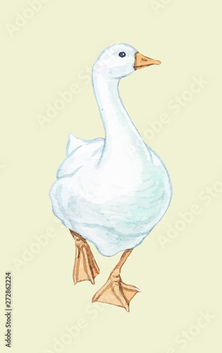 Goose duckling duck Drake paw beak white red birds