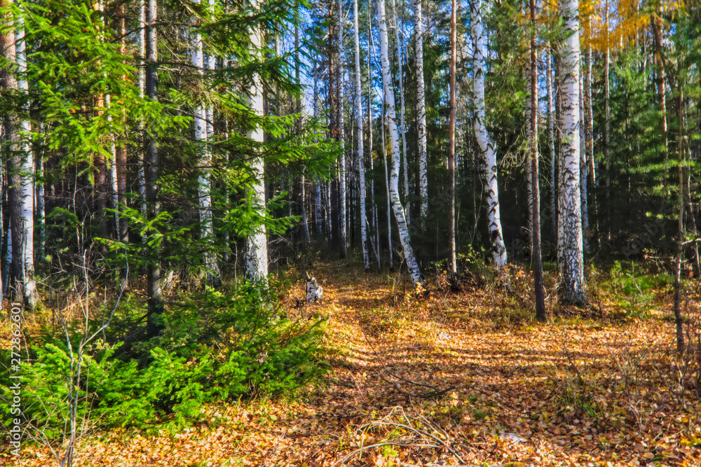 Obraz premium Autumn landscape, Trees and Leaves, foggy forest.