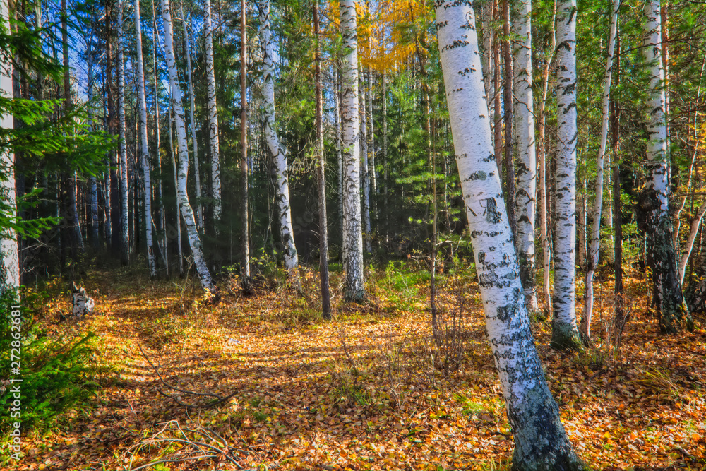 Fototapeta premium Jesienny krajobraz, drzewa i liście, mglisty las.