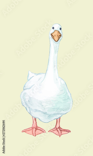 Goose duckling duck Drake paw beak white red birds