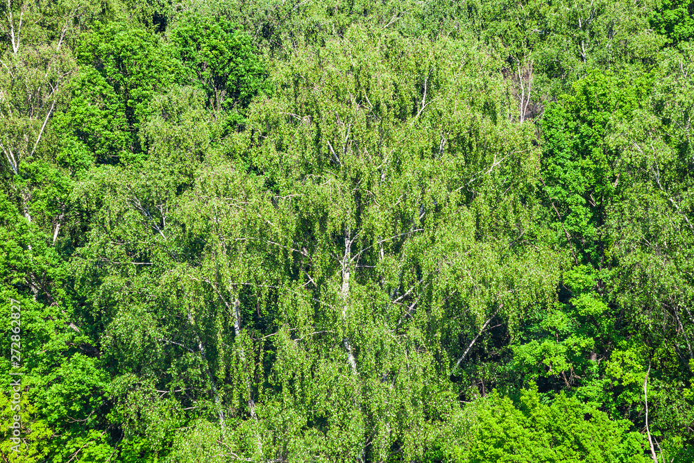 green trees in forest in sunny summer day