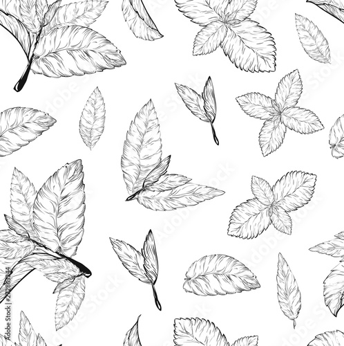 Mint leaves seamless pattern .Style ink sketch of mint. Isolated on white background. Hand drawn vector.spearmint plant and leaves. Herbal engraved illustration. melissa,peppermint,spearmint. © grishylina