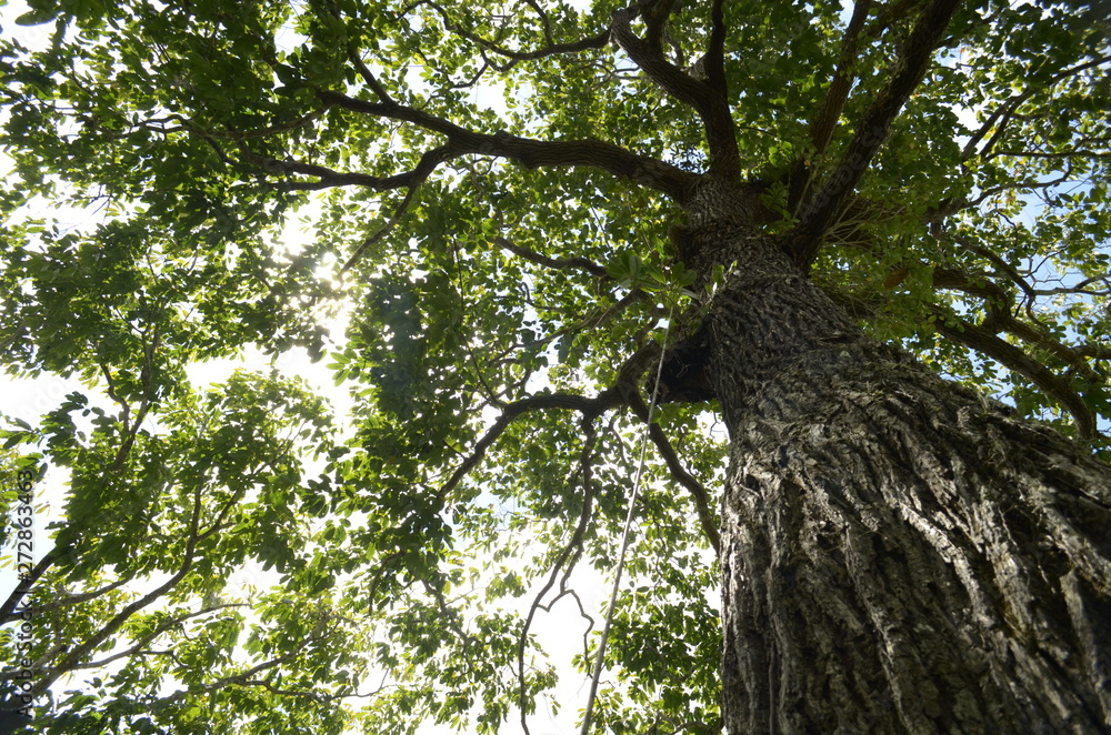 Fototapeta premium Big tree