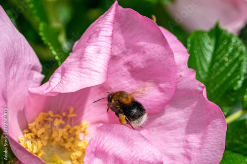 Bumblebee in flight towards the pollen centre of a dog rose flower (rosa canina)