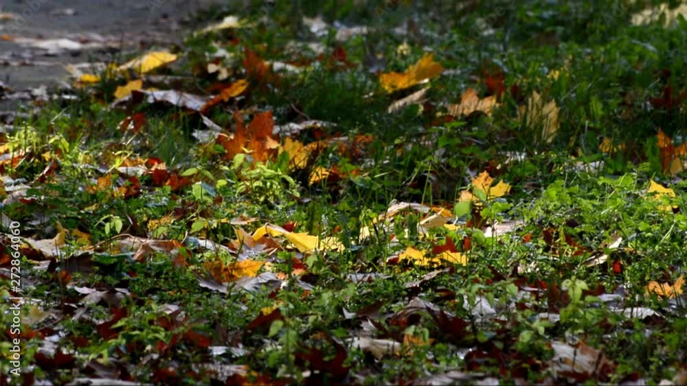 Berlin autumnal leaves of November 10, 2016, Germany Berlin autumnal leaves of November 10, 2016, Germany
