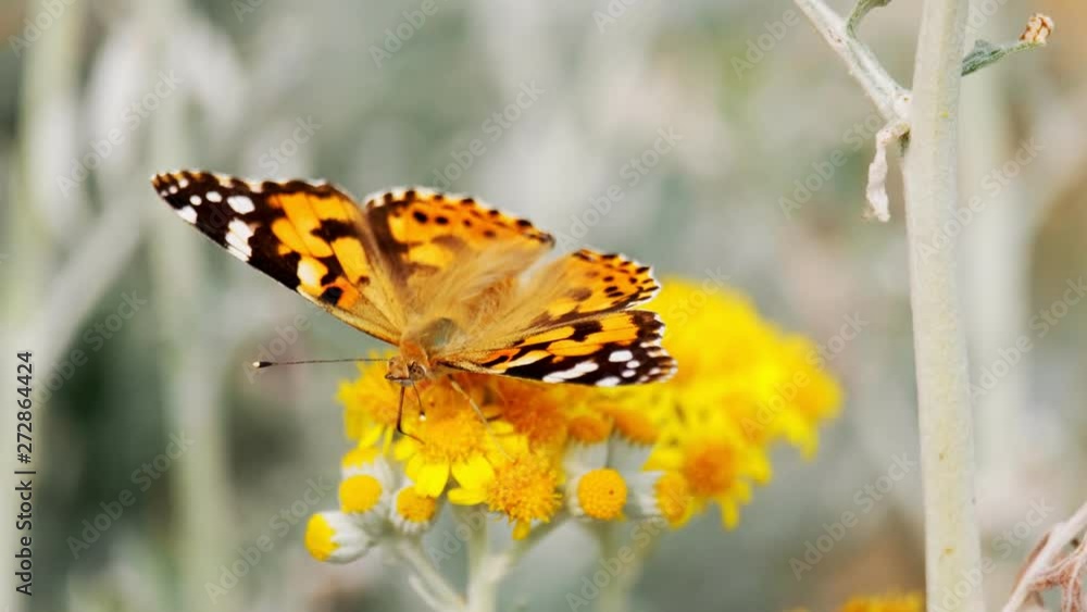 Butterfly Collecting Pollen From A Flower Butterfly Collecting Pollen From A Flower