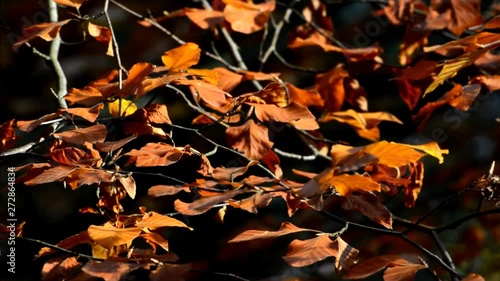 Wallpaper Mural Berlin autumnal leaves of November 10, 2016, Germany Torontodigital.ca