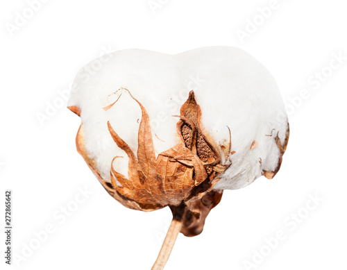 side view of boll of cotton plant with cottonwool