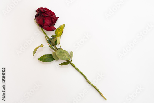 Valokuva Closeup of withered and dried red rose on white background