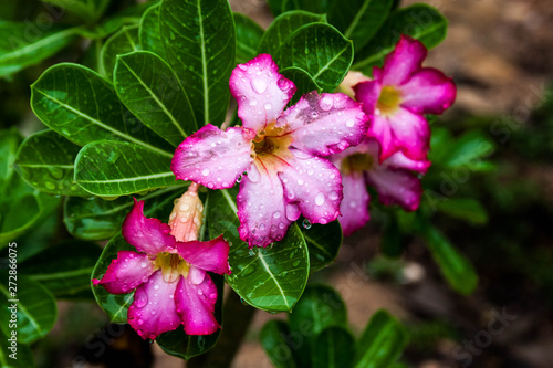 Adenium