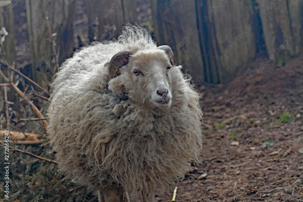 Naklejka premium Skudde