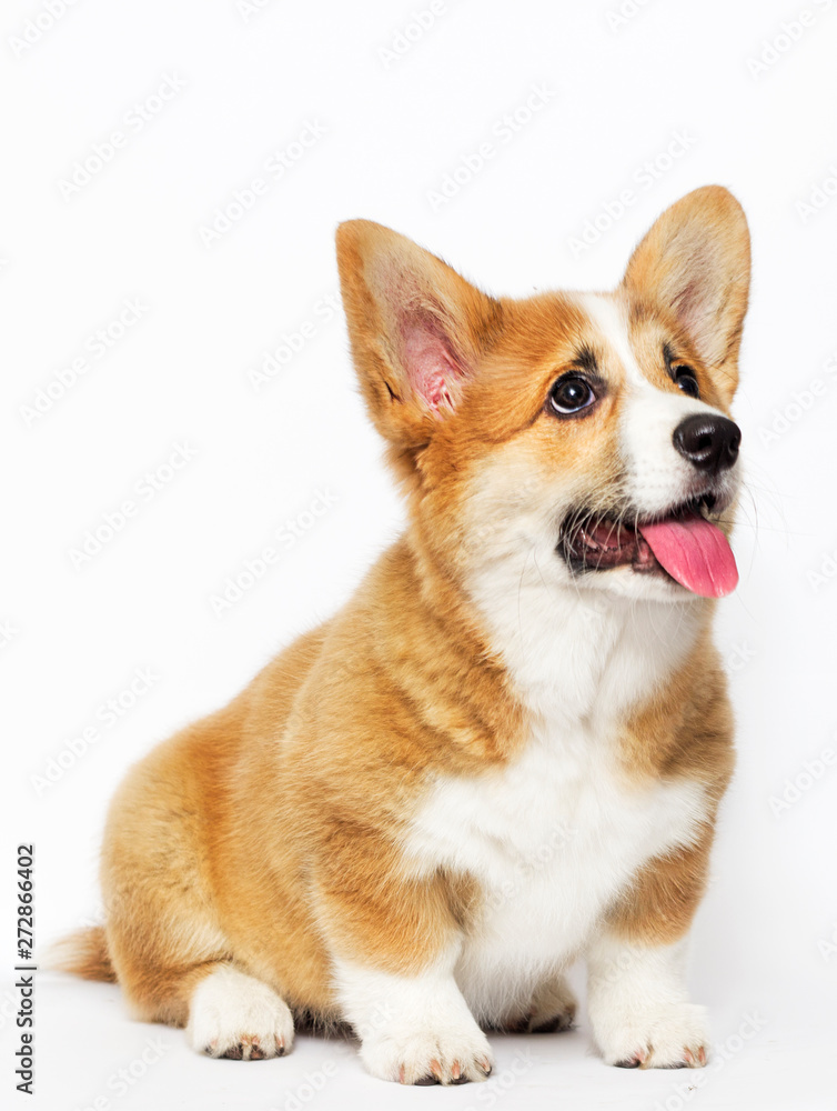funny welsh corgi puppy sits and look