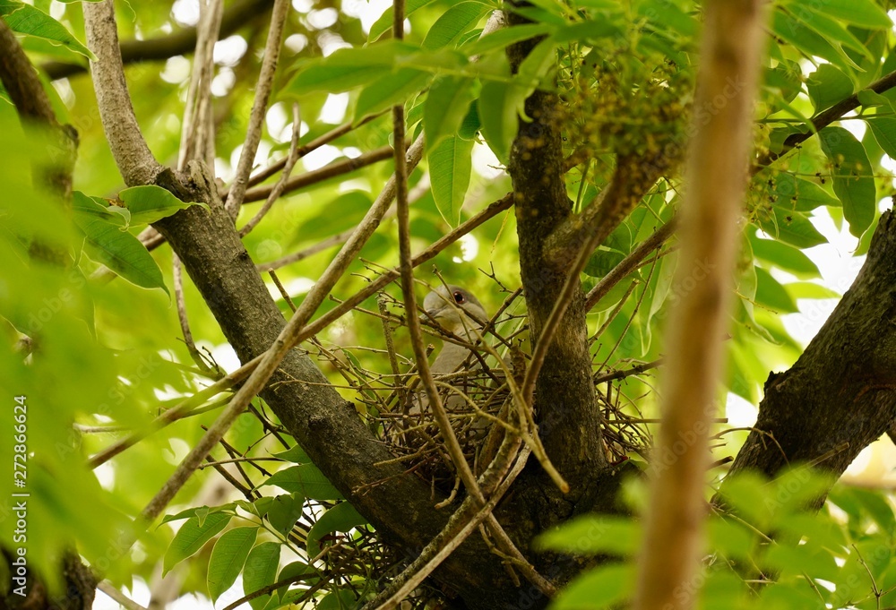 bird's Nest