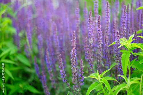 purple flowers - blurred summer background