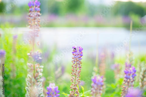 purple flowers - blurred summer background