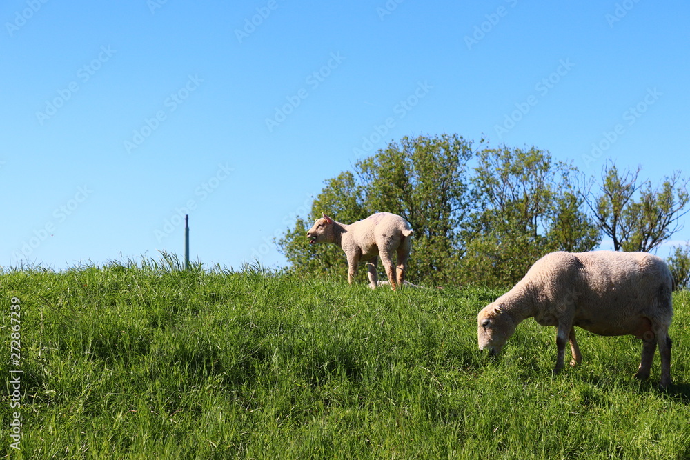 Obraz premium Schafe auf dem Deich