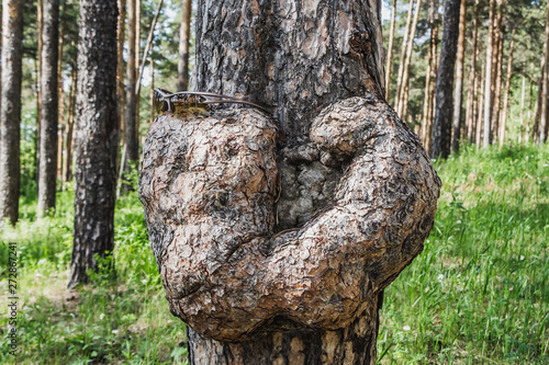 A cancerous tumor on the brown trunk of a pine with sunglasses in the summer forest