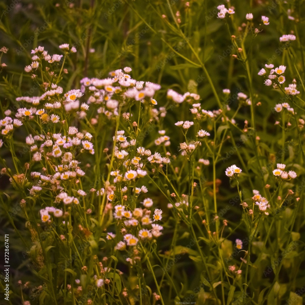 Pushing Up Wildflowers 6