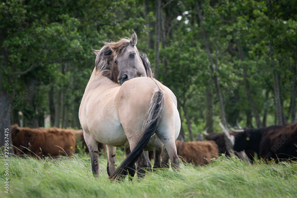 Fototapeta premium Konik Horse