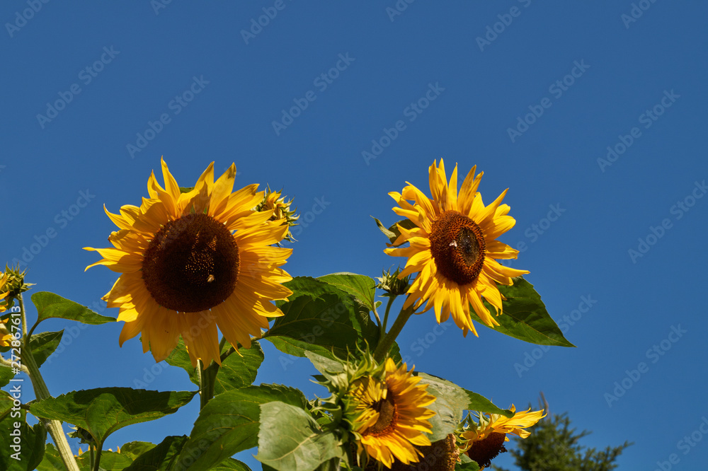 Obraz premium Sunflower in the garden; Helianthus annuus