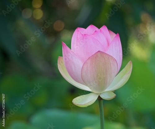 Blooming Pale Pink Lotus Flower 