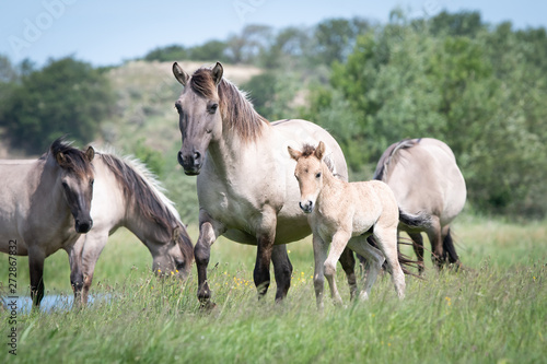 Konik Horse with Foal