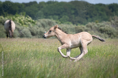 Fototapeta Naklejka Na Ścianę i Meble -  Konik Horse Foal