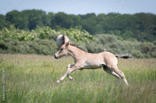 Fototapeta Naklejka Na Ścianę i Meble -  Konik Horse Foal