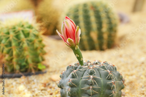 cactus in sand and stone, gymnocalycium baldianum photo