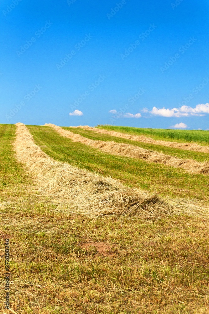 Haymaking on the field in the Czech Republic - Europe. Agricultural landscape. Hot summer day on the farm. Haymaking on the field in the Czech Republic - Europe. Agricultural landscape. Hot summer day on the farm.