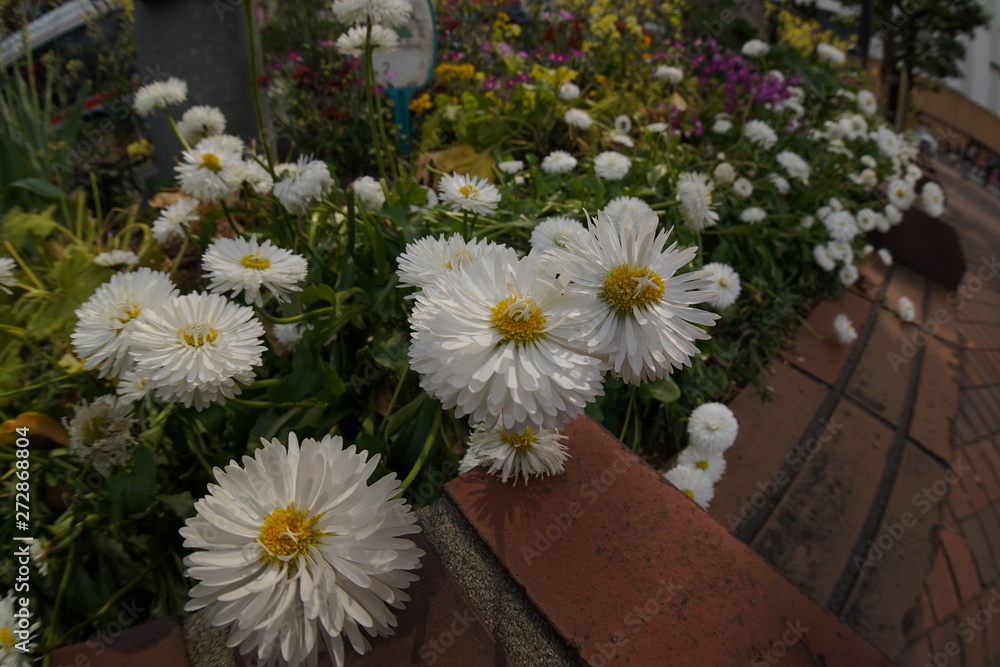 Obraz premium City flowers