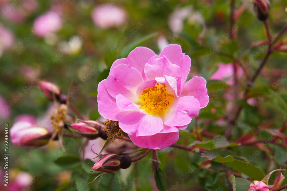 Rosa acicularis prickly wild rose pink flower Rosa acicularis prickly wild rose pink flower