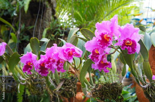 Photos Orchid rhyncholaeliocattleya pink empress morning glory