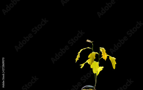Young oak sprout isolated on black background