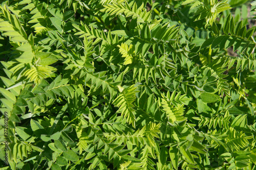 Obraz na plátně astragalus cicer or chickpea milkvetch green plant background