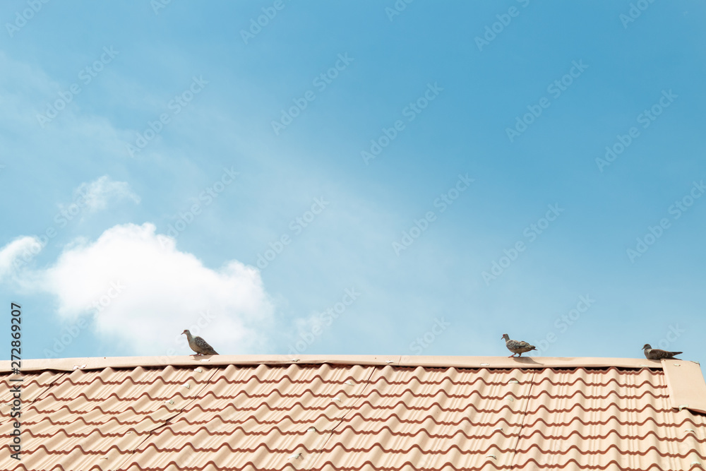 birds on a red rooftop with a blue sky birds on a red rooftop with a blue sky