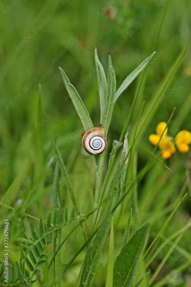 Heideschnecke (Helicella itala) auf Kalkmagerrasen Heideschnecke (Helicella itala) auf Kalkmagerrasen