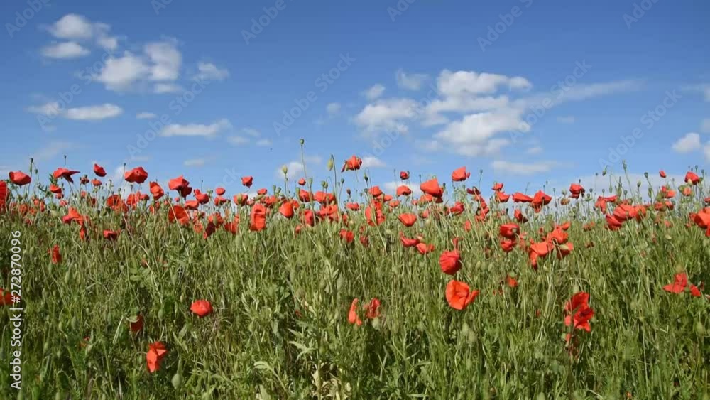 Poppy flowers in the field in Burgundy (France) Poppy flowers in the field in Burgundy (France)