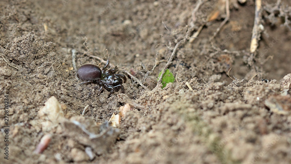 Gemeine Tapezierspinne (Atypus affinis)