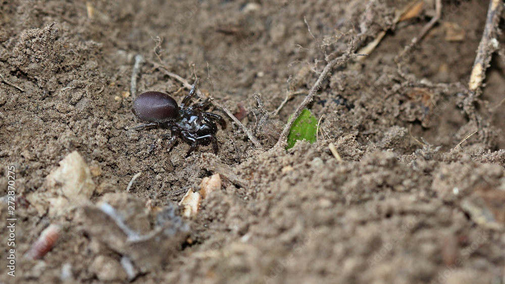 Gemeine Tapezierspinne (Atypus affinis) Gemeine Tapezierspinne (Atypus affinis)