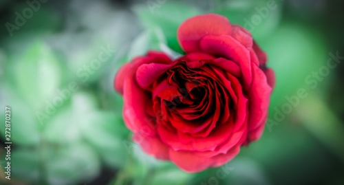 rose