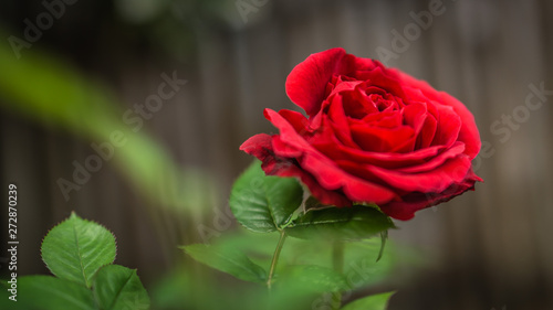 fleur