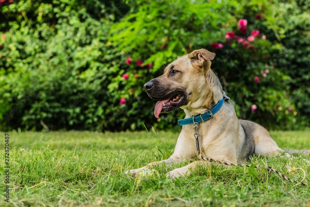 Portrait of happy young beige and black dog with mouth open showing teeth, tongue sticking out, laying on green grass. Summer day in a park. Bush with red roses in background.