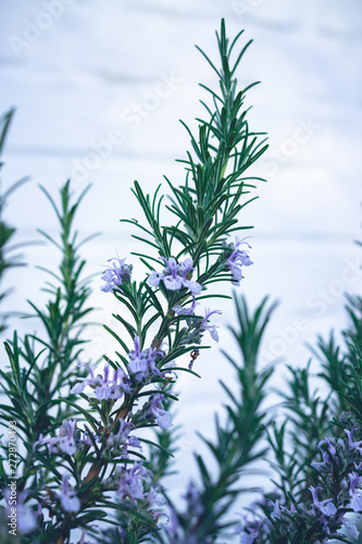 Fototapeta Naklejka Na Ścianę i Meble -  Rosemary twig with blossom against white background