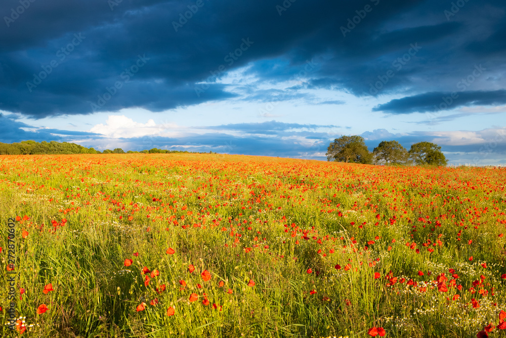 Amazing Poppy Blossom in a Poppy Field