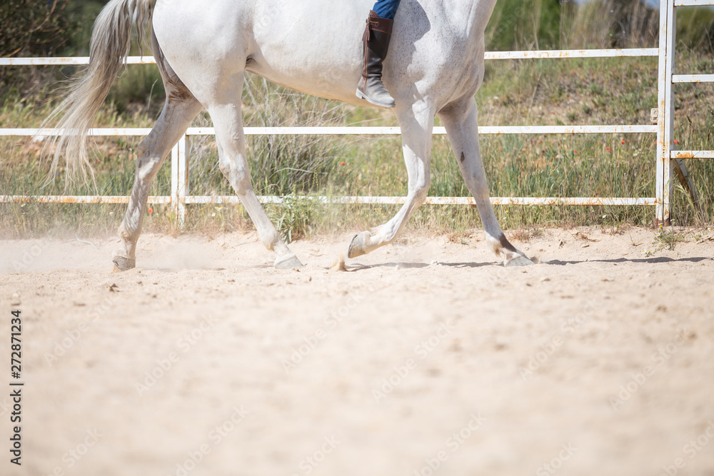 Unrecognizable male riding white horse on sandy ground of enclosure on sunny day on farm Unrecognizable male riding white horse on sandy ground of enclosure on sunny day on farm