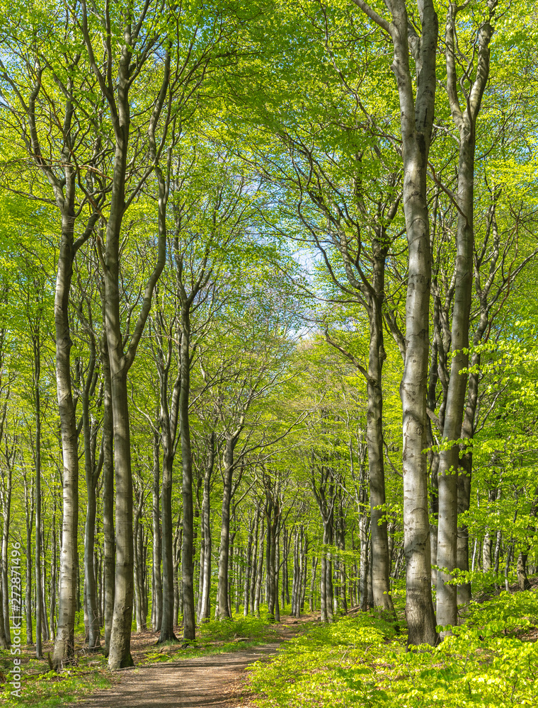 Fototapeta premium Beech wood in sunny springtime