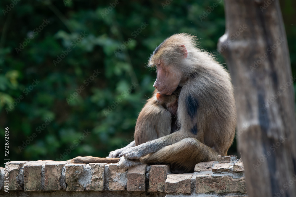 Baboon with child