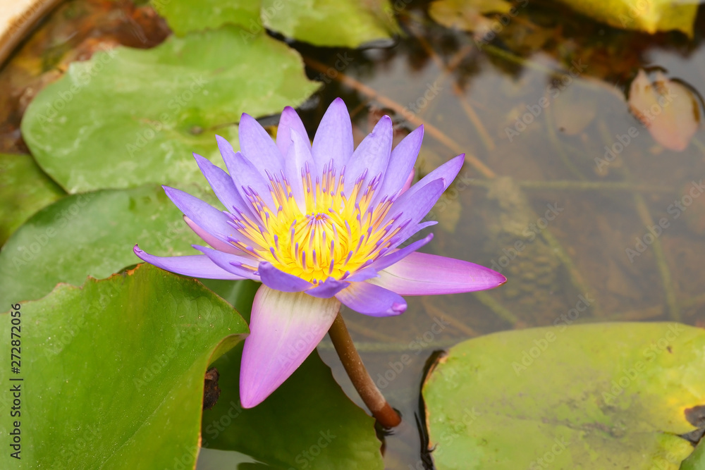 beautiful water lily or lotus flower beautiful water lily or lotus flower