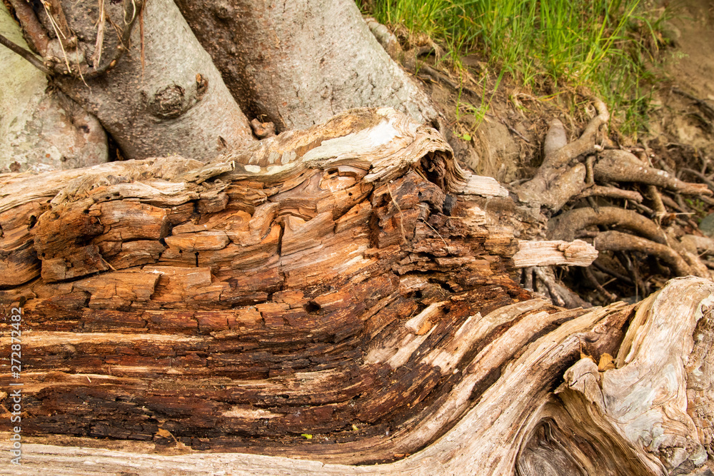 rotting log on the shore rotting log on the shore